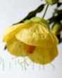 Close up of chinese bellflower