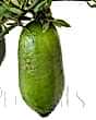 Ripe Finger Lime