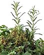 Rosemary, Thyme, Sage Parsely close up