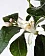 Large Lemon Flower in spring