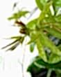 Passionflower bud