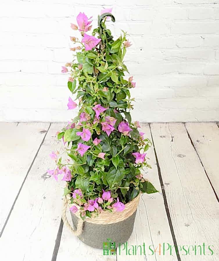 New Season Bougainvillea pyramid