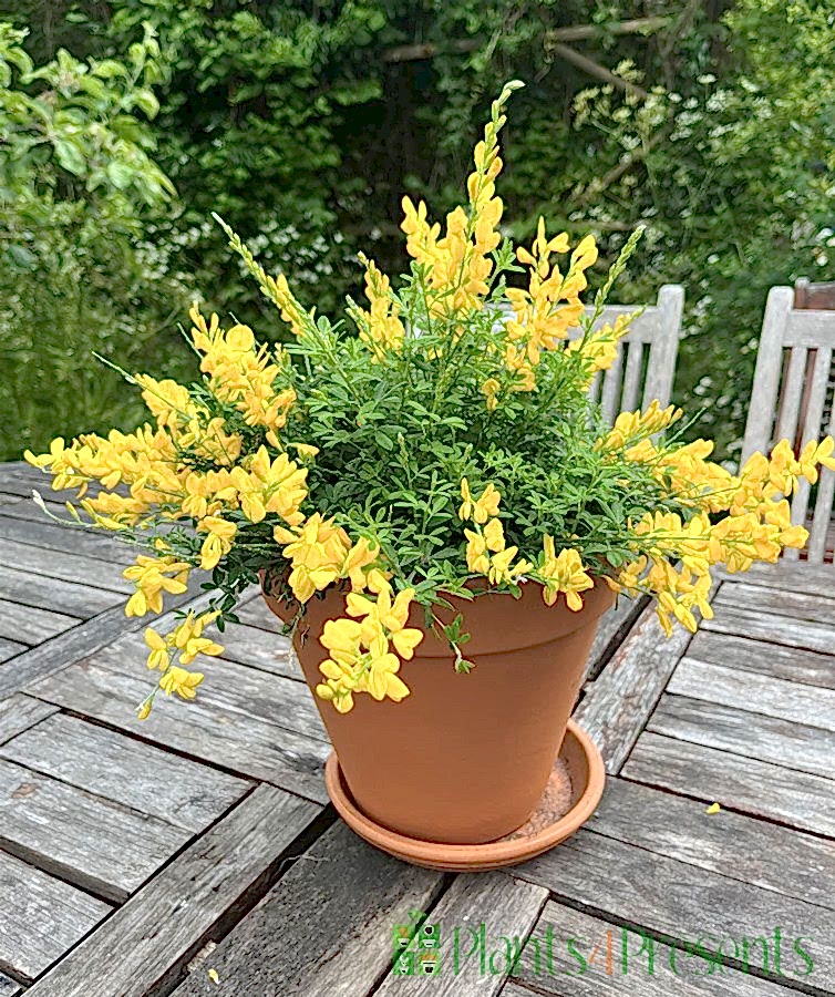 Flowering Broom May