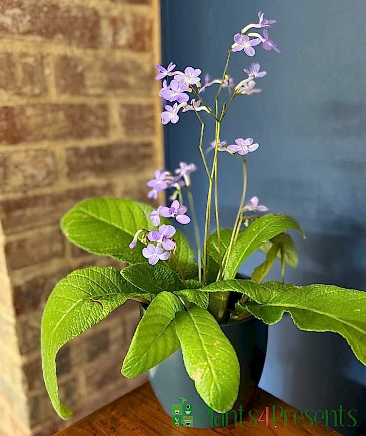 Cape Primrose Spring 2025