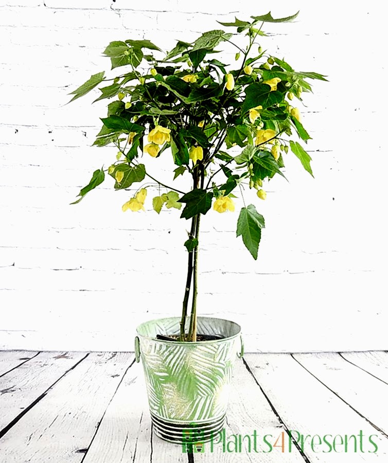 Standard shape Chinese bellflower