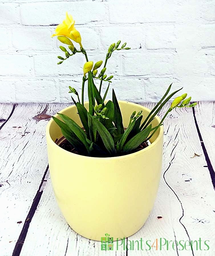 Yellow freesia in yellow ceramic pot