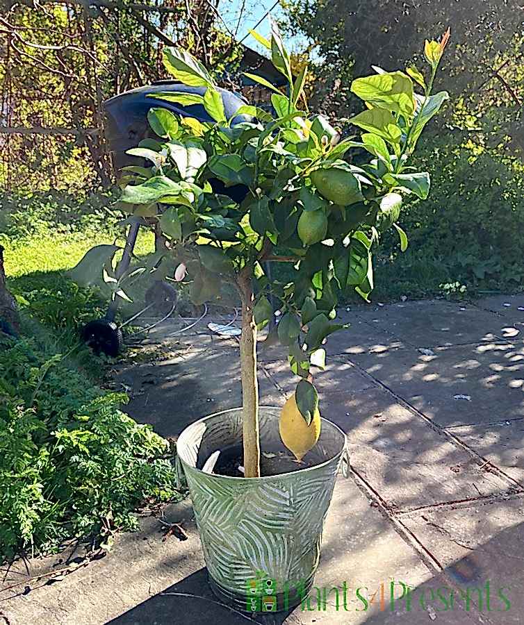 Large lemon tree