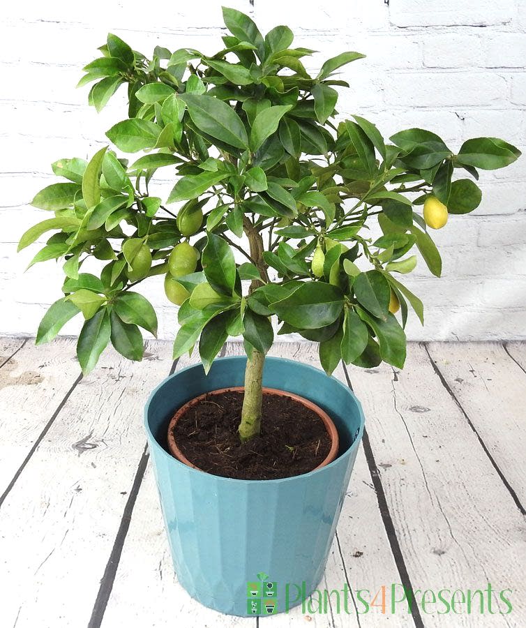 Large Limequat Tree 2025
