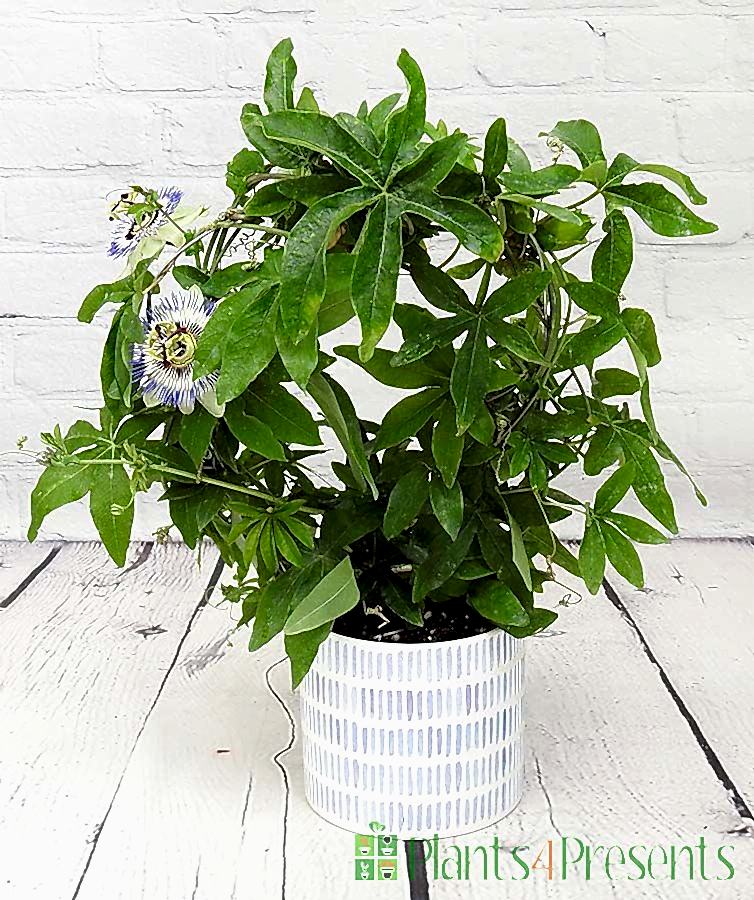 Passionflower Hoop in Blue Lines ceramic pot
