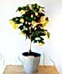 yellow bellflower