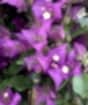 Large Bougainvillea Pyramid