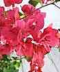 Pink bougainvillea
