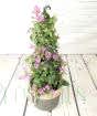 New Season Bougainvillea pyramid
