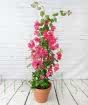 Large Bougainvillea Pyramid