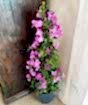 Large Bougainvillea Pyramid