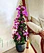 Large Bougainvillea Pyramid