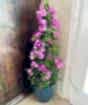 Large Bougainvillea Pyramid