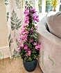 Bougainvillea pyramid
