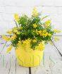 Flowering Broom          