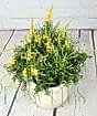 Flowering Broom