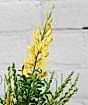 Flowering Broom          
