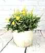 Flowering Broom          