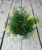 Flowering Broom          
