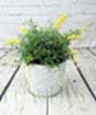 Flowering Broom 2025