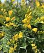 Flowering Broom
