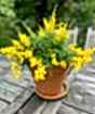 Flowering Broom          