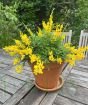 Flowering Broom May