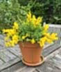 Flowering Broom          