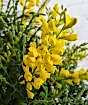 Flowering Broom          