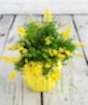 Flowering Broom          