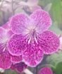 cape primrose flower