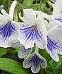 Cape primrose