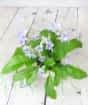 Cape primrose