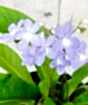 Pale Blue Cape Primrose