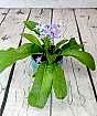 Cape Primrose 2025