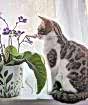 Cape Primrose Pet-friendly
