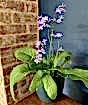 Cape Primrose Spring 2025