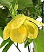 Close up of Chinese bellflower