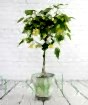 Standard shape Chinese bellflower