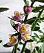 Finger lime flowers