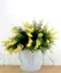 Flowering Broom in Zig Zag Pail