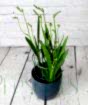 Freesia