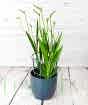 Freesia