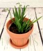 Freesia in Terracotta