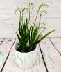 Freesia