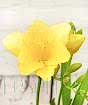 Freesia
